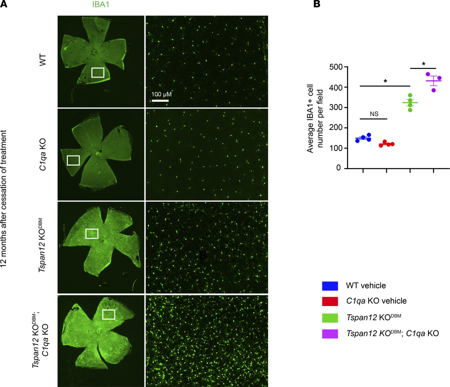 Microglia and macroglia phenotypes in mice with BRB maintenance defects....