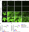 Increased sulfo-NHS-LC-biotin tracer leakage in Tspan12-KODBM; C1qa-KO comp