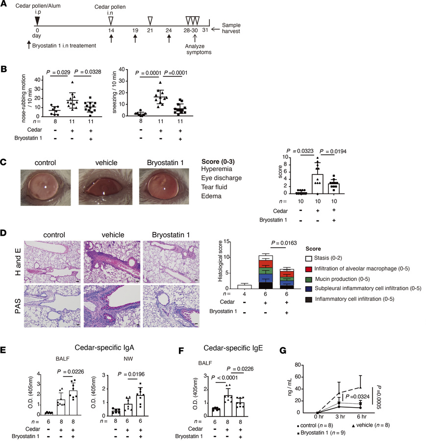 Bryostatin 1 ameliorates cedar-pollen-induced hay fever.
(A) A schematic...