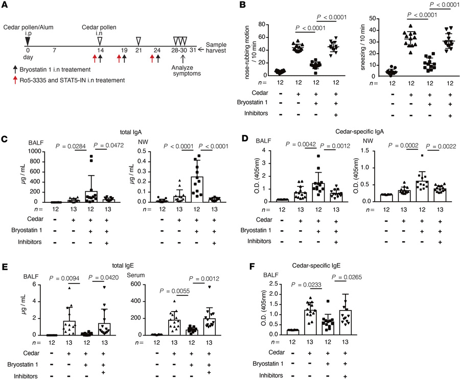 Bryostatin 1 alleviates cedar-pollen-induced hay fever in a RUNX1- and S...