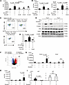 Bryostatin 1 induces GLTα expression through RUNX1 activation and suppresse