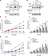 Effects of IFN-β on CC-derived cell proliferation upon ADAR1 silencing.