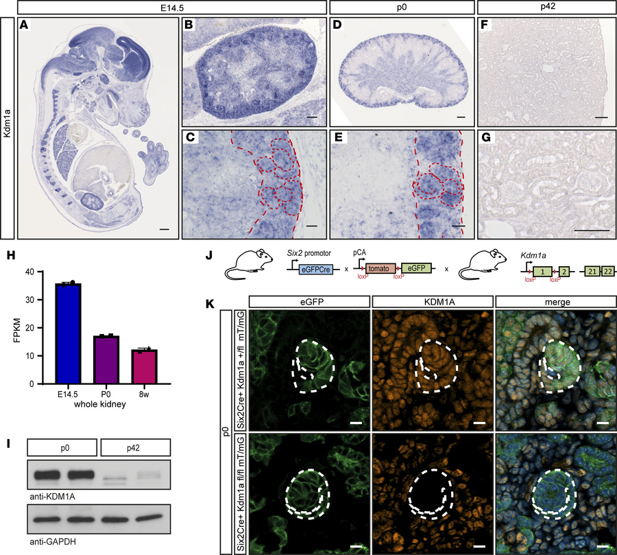
Kdm1a is expressed in the nephrogenic zone of the developing kidney.
(A...