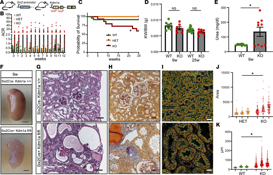 Loss of KDM1A during nephron formation induces massive changes in the ad...