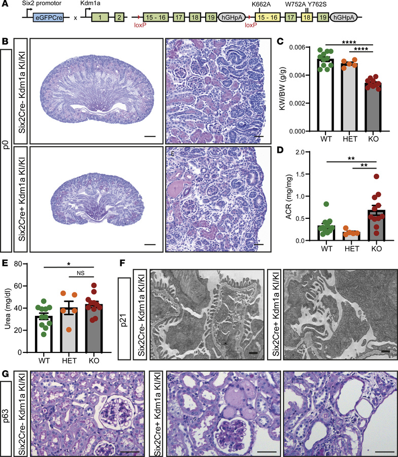 Demethylase activity of KDM1A is required for renal development.
(A) Sch...