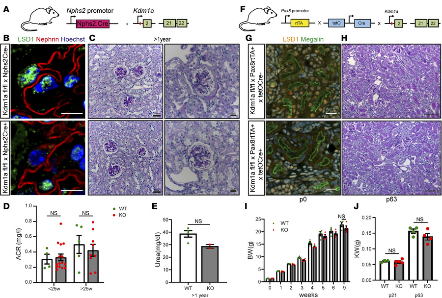 Specific loss of KDM1A in podocytes or proximal tubular cells does not i...