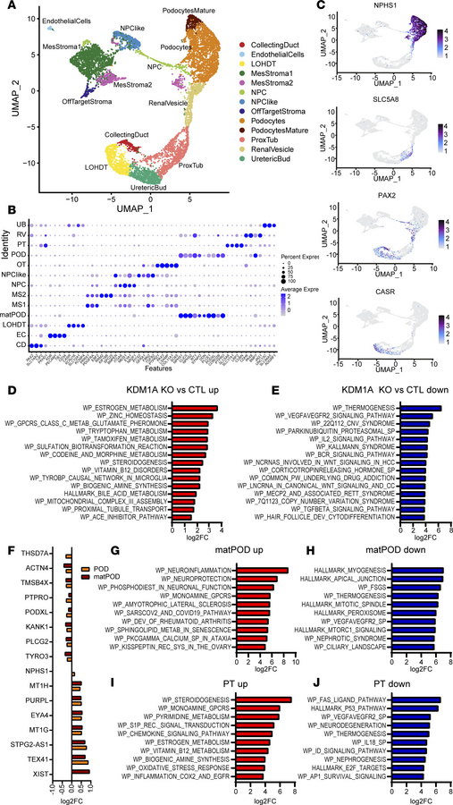 snRNA-seq shows differential gene expression and GSEA in the KDM1A-KO or...