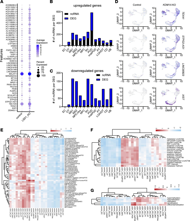 snRNA-seq shows upregulation of noncoding RNAs in the KDM1A-KO organoids...
