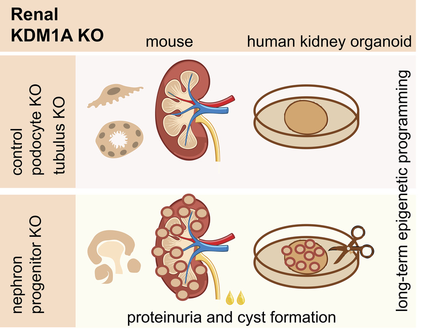 graphical abstract