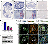 Kdm1a is expressed in the nephrogenic zone of the developing kidney.