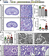 Demethylase activity of KDM1A is required for renal development.