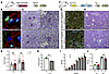 Specific loss of KDM1A in podocytes or proximal tubular cells does not impa