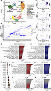 snRNA-seq shows differential gene expression and GSEA in the KDM1A-KO organ