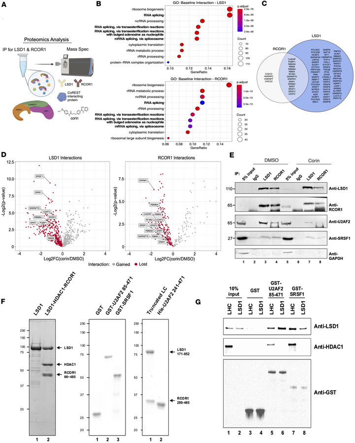 The CoREST complex interacts with splicing factors.
(A) Overview of immu...