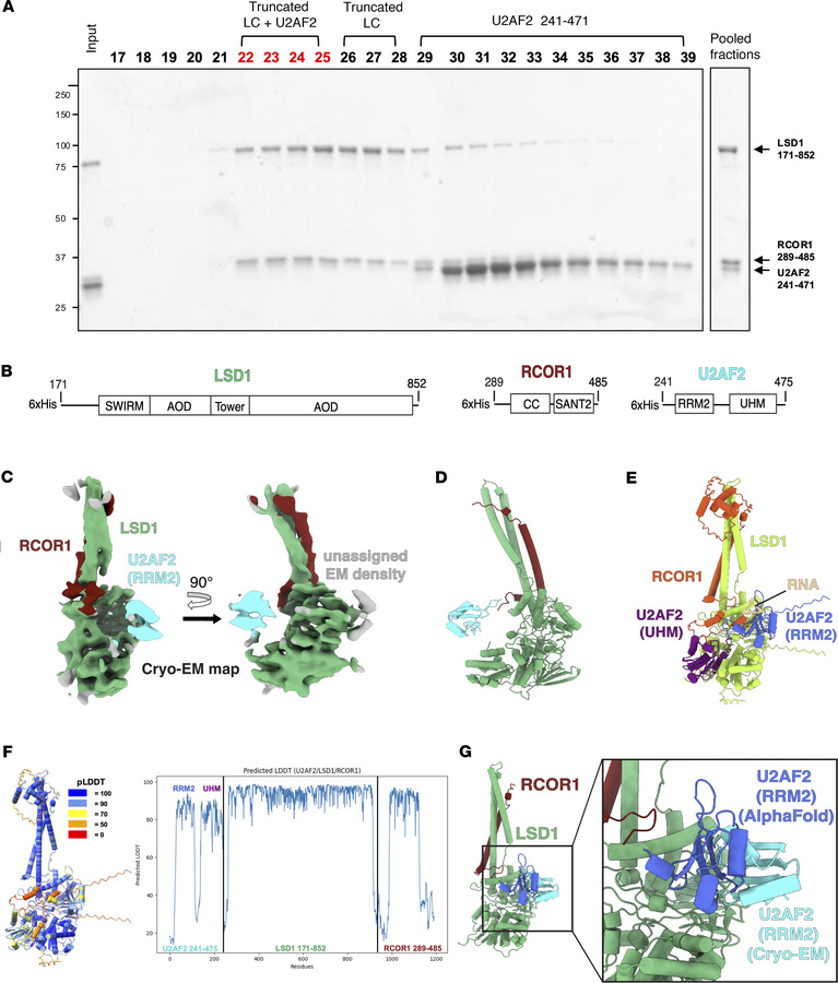 Cryo-EM structure and AlphaFold prediction of U2AF2 bound to LSD1 + RCOR...