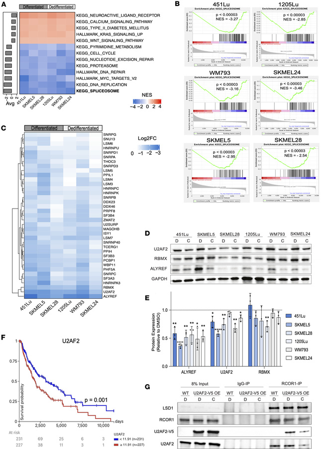 CoREST transcriptionally regulates splicing factor gene expression.
(A) ...