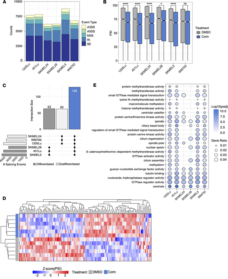Corin induces RNA splicing changes in melanoma.
(A) Summary of significa...