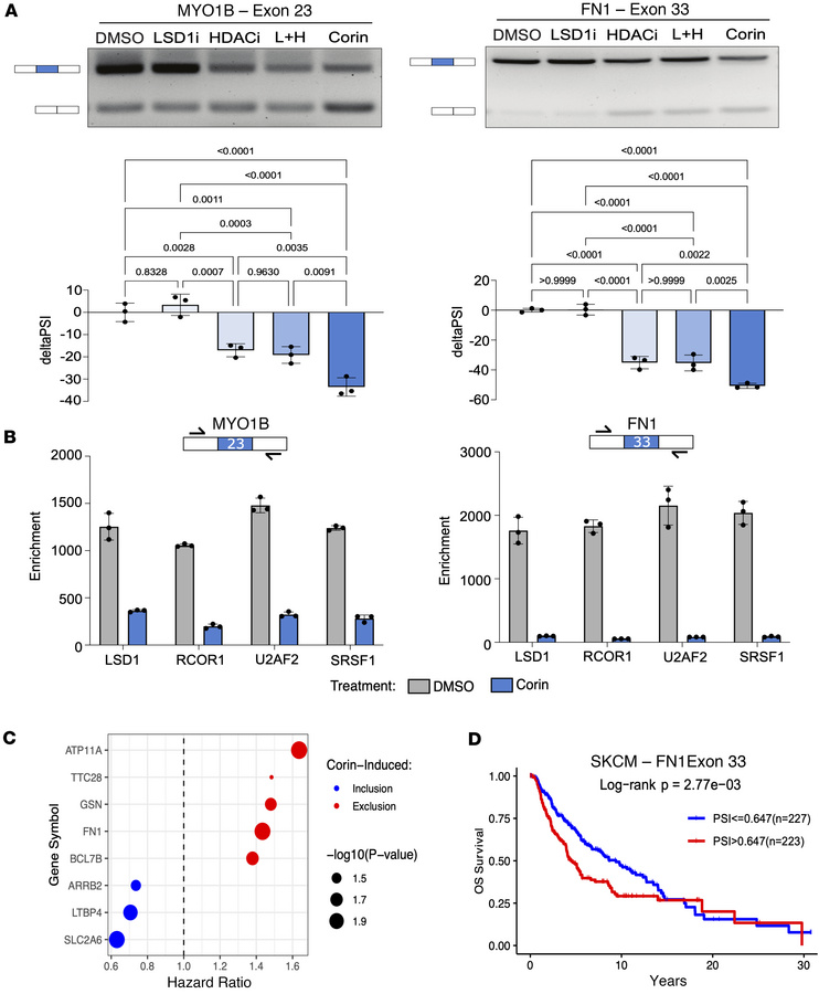 Corin induces splicing events associated with melanoma survival.
(A) Rep...