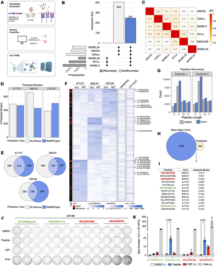 Corin-induced splicing produces neoantigens that bind human MHC and are ...