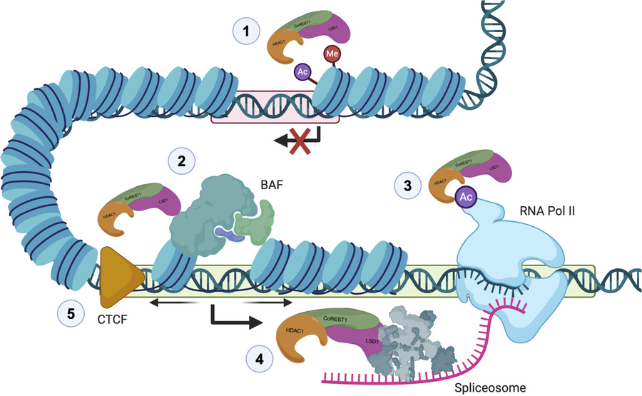 Proposed model for multilayered CoREST complex functions in epigenetic r...