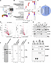 The CoREST complex interacts with splicing factors.