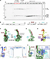 Cryo-EM structure and AlphaFold prediction of U2AF2 bound to LSD1 + RCOR1.