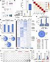 Corin-induced splicing produces neoantigens that bind human MHC and are imm