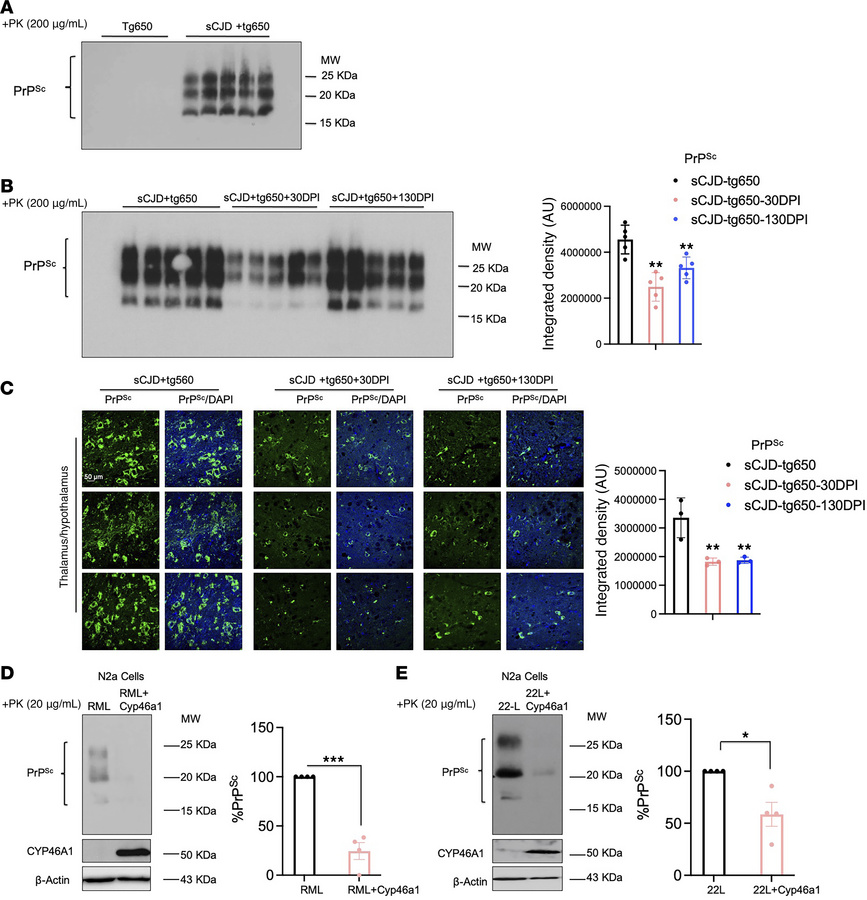 EFV reduces PrPres accumulation at the early clinical stage in sCJD-infe...