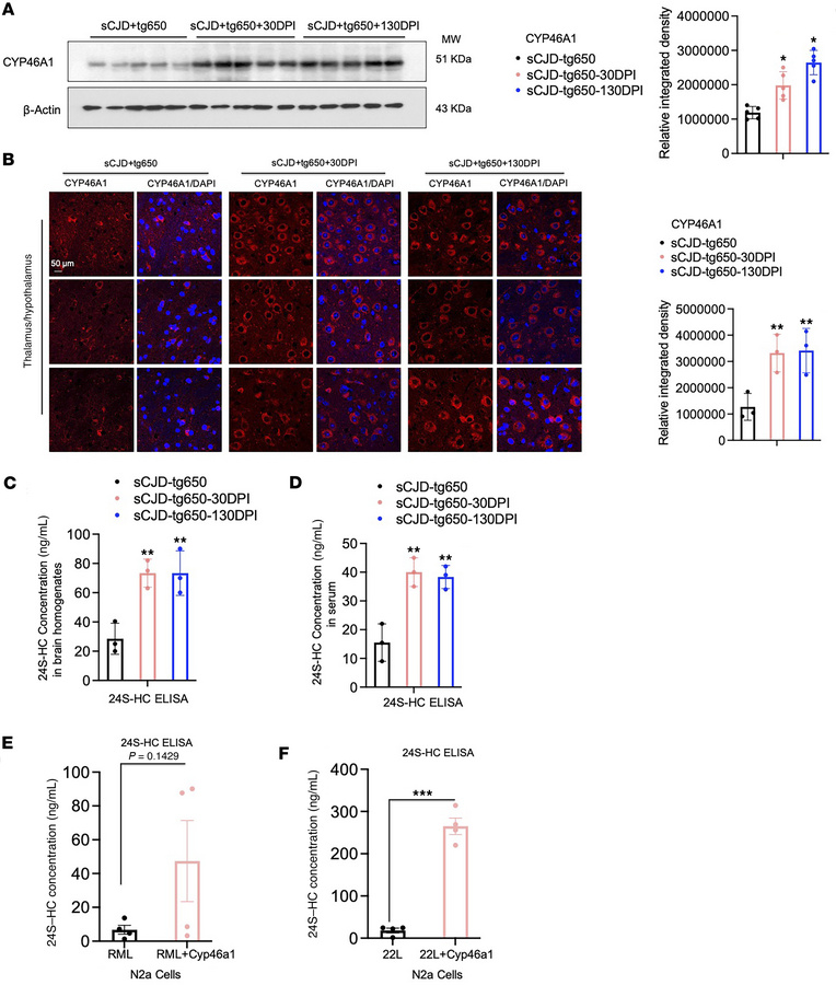 EFV increases CYP46A1 and 24S-HC level in brain and serum of sCJD-infect...