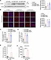 EFV increases CYP46A1 and 24S-HC level in brain and serum of sCJD-infected