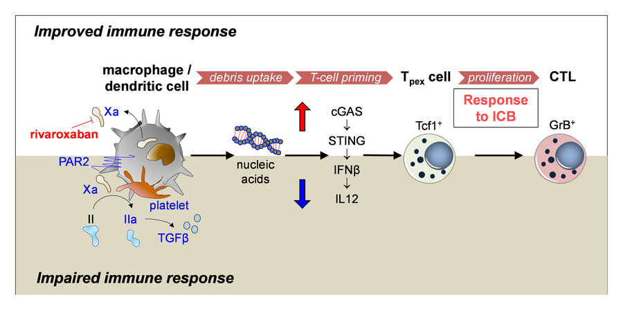 graphical abstract