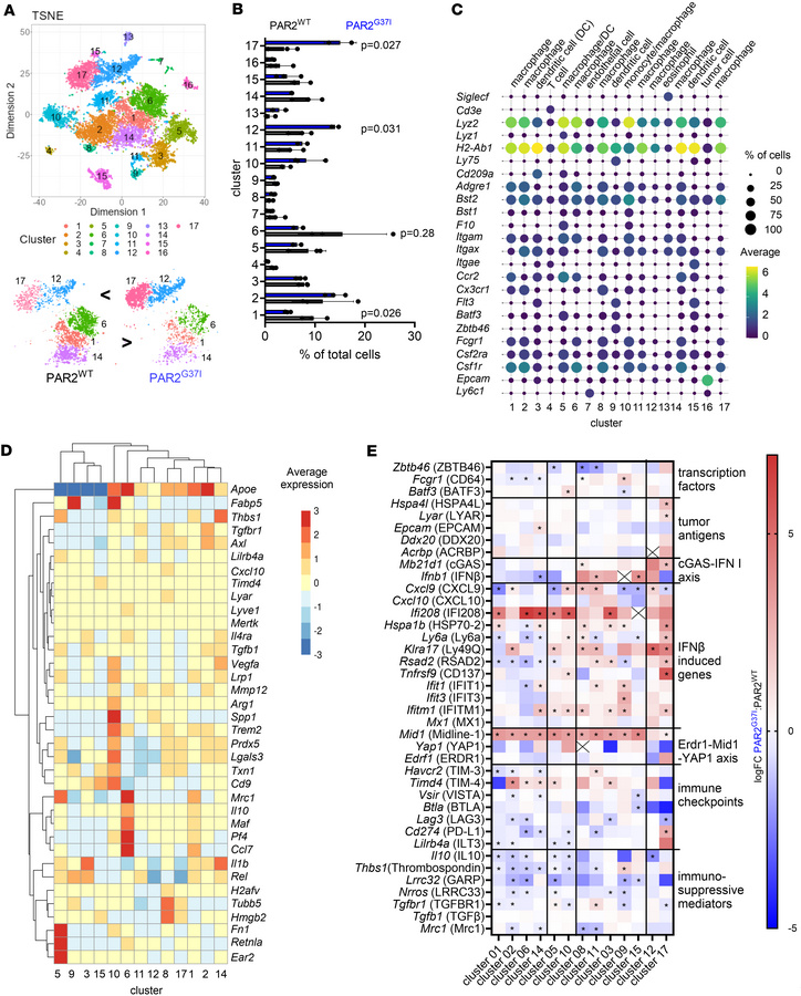 FXa-PAR2 signaling modulates macrophage phenotypes in the TME.
(A) t-SNE...