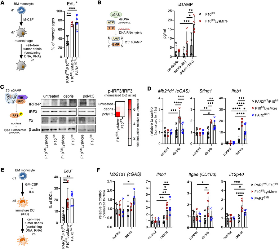 Myeloid cell derived FXa is crucial for nucleic acid uptake by antigen p...