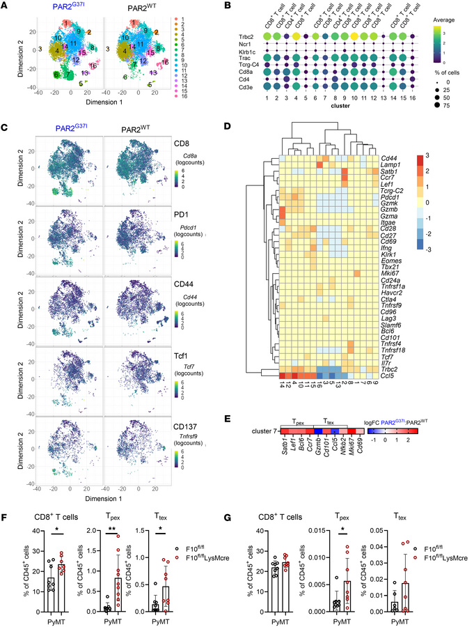 Progenitor exhausted CD8+ T cells are expanded in FXa-PAR2 signaling def...