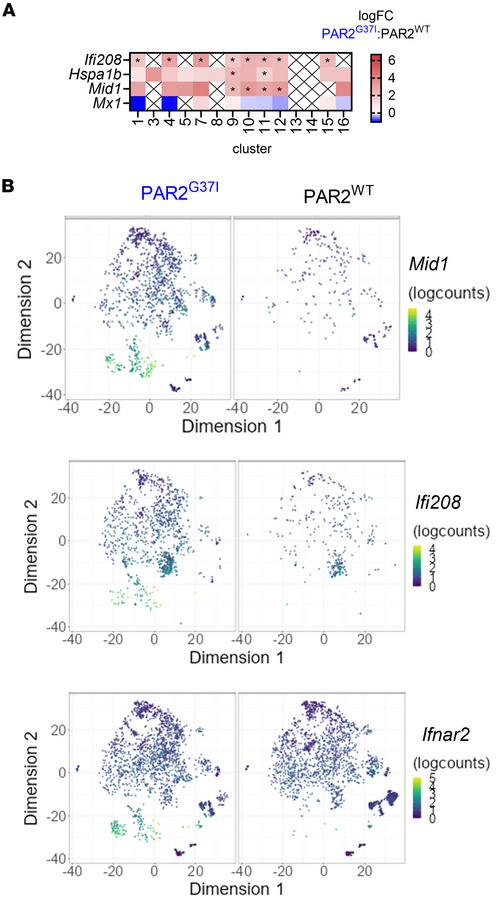 CD8+ T cells in FXa-PAR2 signaling–deficient mice show IFN-I induced act...