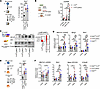 Myeloid cell derived FXa is crucial for nucleic acid uptake by antigen pres