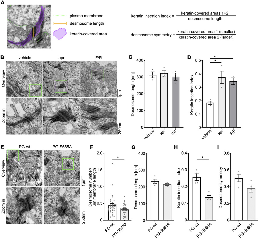 Keratin insertion into desmosomes is dependent on cAMP signaling.
(A) Sc...