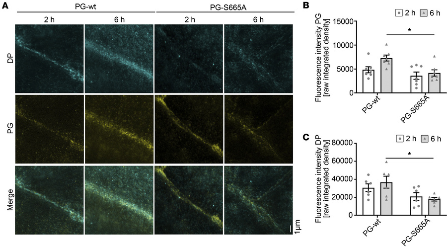 PG phosphorylation at S665 is important for the assembly of desmosomes.
...