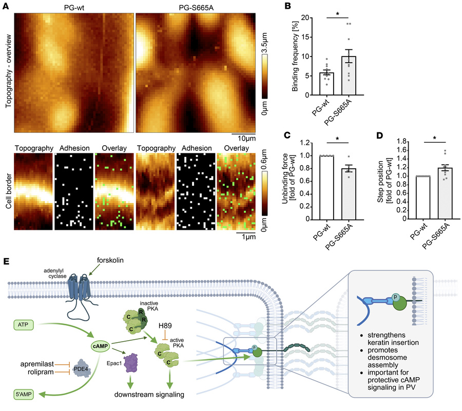 PG phosphorylation at S665 affects DSG3-dependent binding properties.
(A...