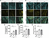 cAMP-mediated PG phosphorylation at S665 is important for proper keratin an