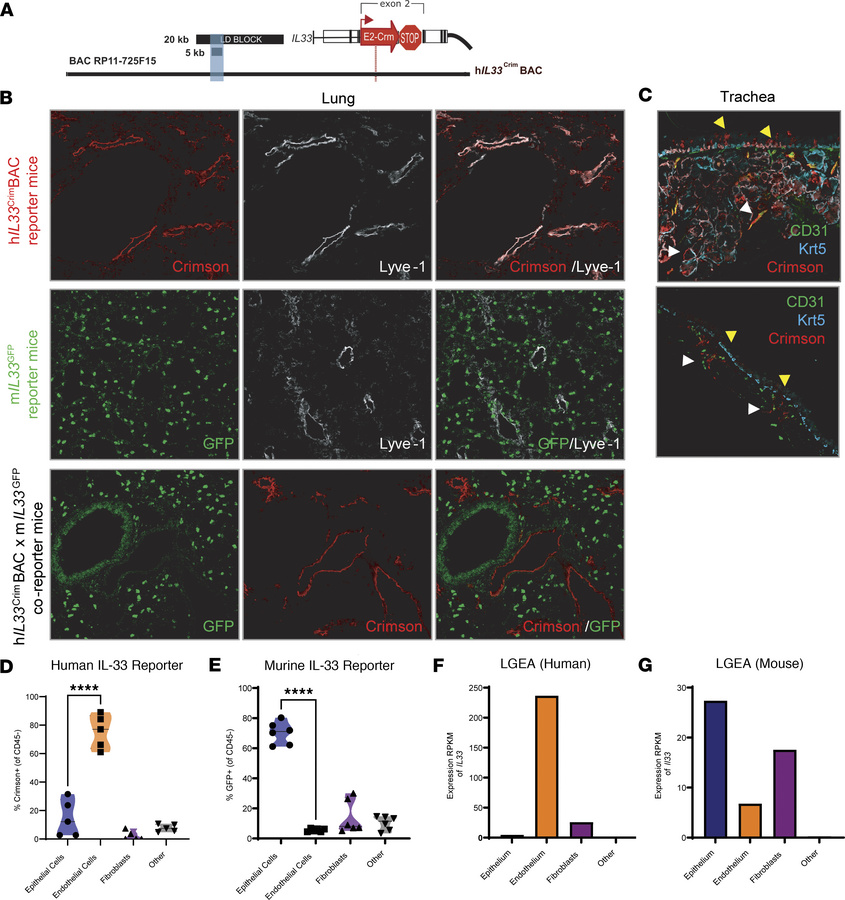 Human and mouse IL33 reporters are expressed by distinct cell population...