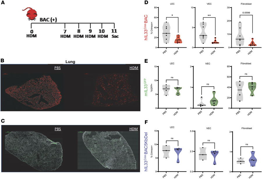 
hIL33 reporter is downregulated in the lung following intratracheal adm...
