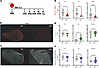 hIL33 reporter is downregulated in the lung following intratracheal adminis