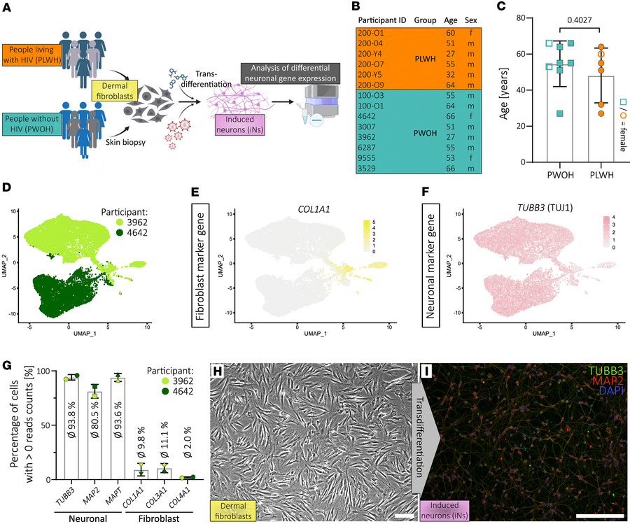 Transdifferentiation of skin fibroblasts derived from people living with...