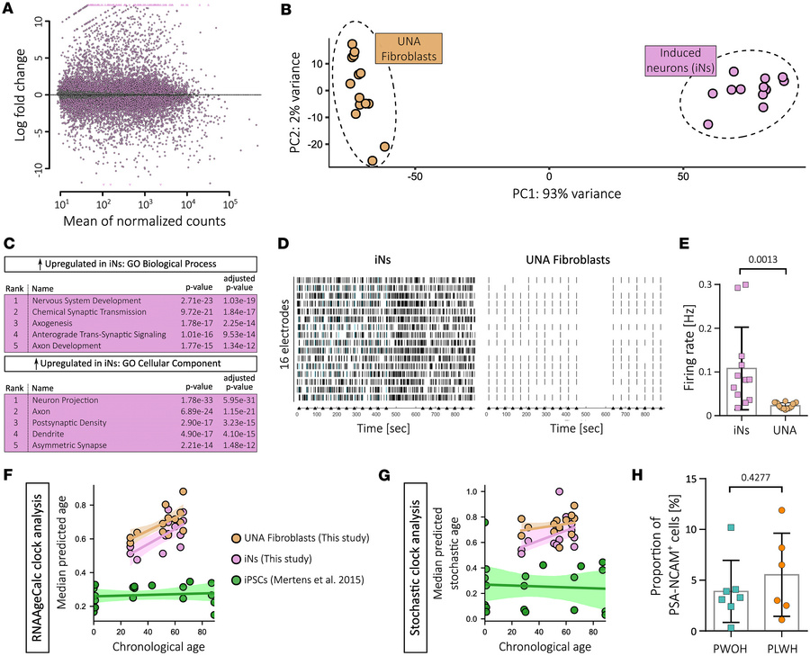 iNs show neuronal gene expression and action potential firing and retain...