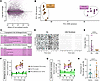 iNs show neuronal gene expression and action potential firing and retain th