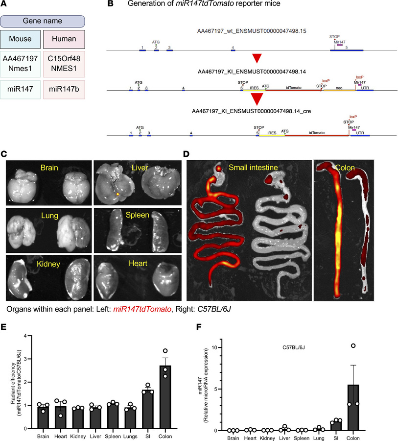 miR147 is highly expressed in the gastrointestinal tract.
Expression of ...