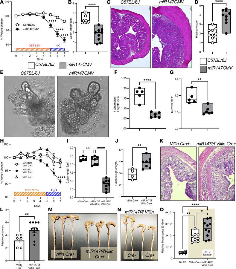Epithelial miR147 protects intestinal integrity during inflammation.
Mic...