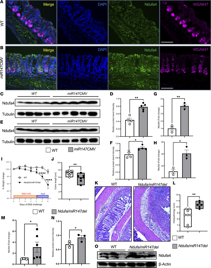 Ndufa4 is a target of miR147 in intestinal epithelium.
miR147CMV and WT ...