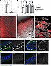 Luminal intestinal epithelial cells express high levels of miR147.